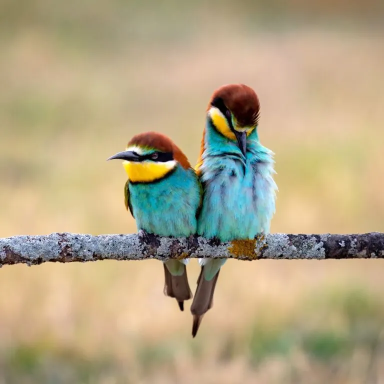 attachment-and-love-relationships